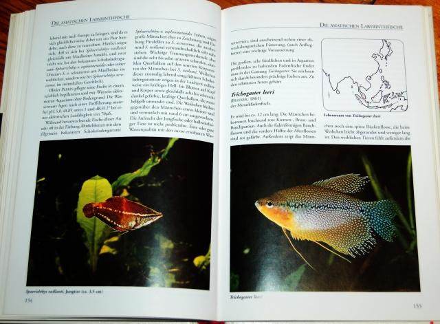Linke - Labyrintfische, Farbe im Aquarium 09.JPG