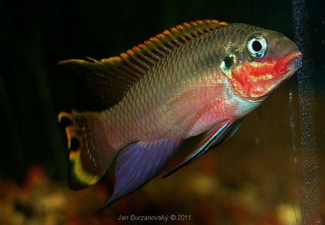 Pelvicachromis taeniatus -Nigeria yellow- 1.JPG
